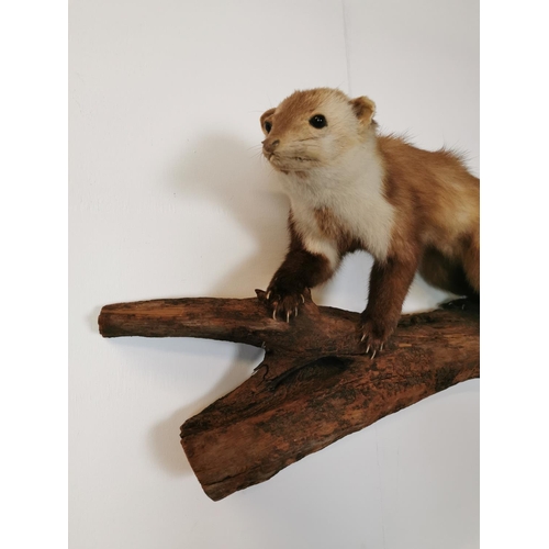 1045 - Taxidermy Stoat mounted on oak plinth {34 cm H x 60 cm W x 20 cm D}.