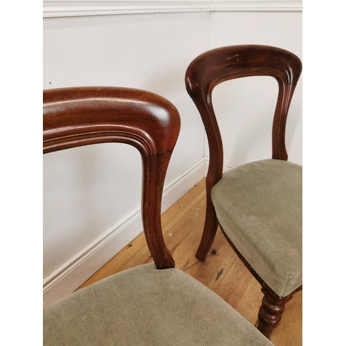 1067 - Pair of 19th. C. mahogany spoon backed dining chairs with upholstered seats raised on turned legs { ... 