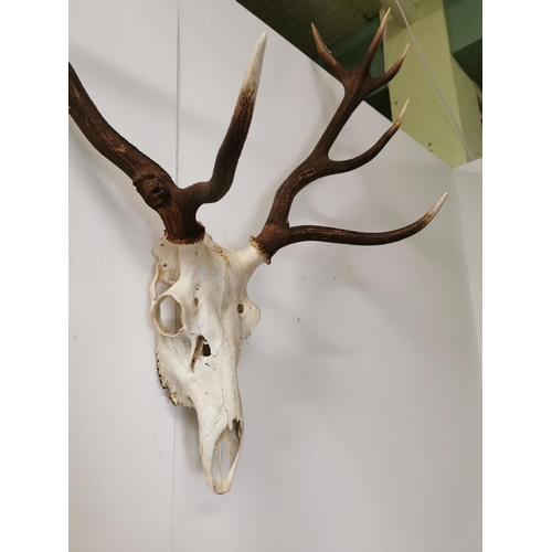 1073 - Set of deer antlers and skull { 100cm H X 84cm W X 40cm D }.