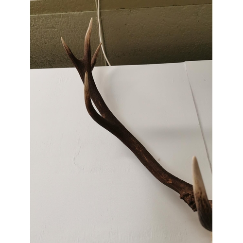 1073 - Set of deer antlers and skull { 100cm H X 84cm W X 40cm D }.