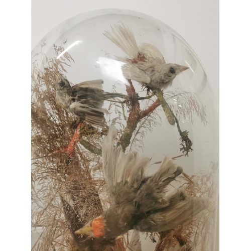 1091 - 19th. C. collection of taxidermy birds mounted in a glazed dome { 45cm H X 25cm W X 16cm D }.