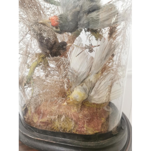 1091 - 19th. C. collection of taxidermy birds mounted in a glazed dome { 45cm H X 25cm W X 16cm D }.