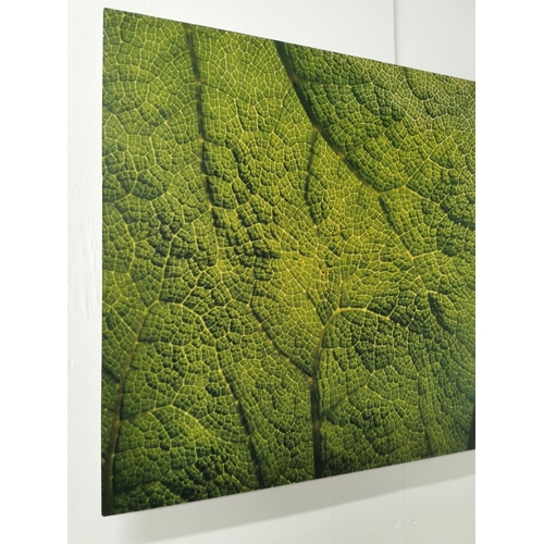 1104 - Fractal Leaf - Photography - Daragh Muldowney  Dulra Photography 2005 (Irish 20th - 21st Century) {6... 