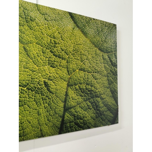 1104 - Fractal Leaf - Photography - Daragh Muldowney  Dulra Photography 2005 (Irish 20th - 21st Century) {6... 