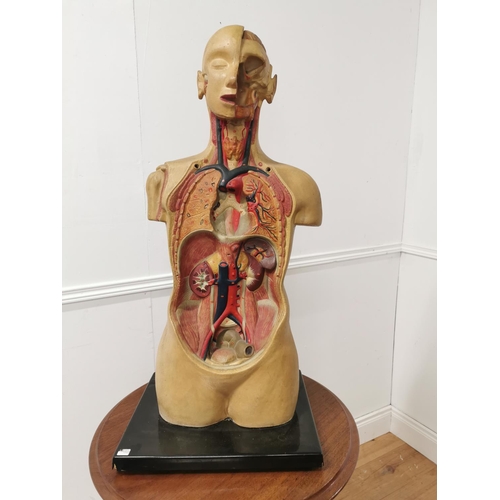 2 - Early 20th. C. Ruberoid medical mannequin with skull and torso detail.
