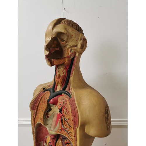 2 - Early 20th. C. Ruberoid medical mannequin with skull and torso detail.