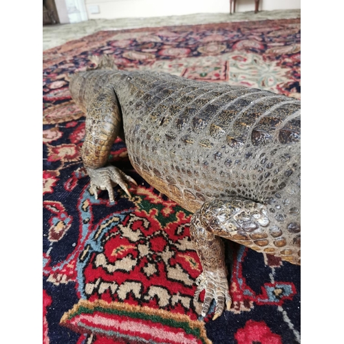 414 - Taxidermy Alligator {25 cm H x 155 cm W x 30 cm D}.