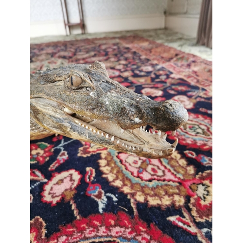 414 - Taxidermy Alligator {25 cm H x 155 cm W x 30 cm D}.