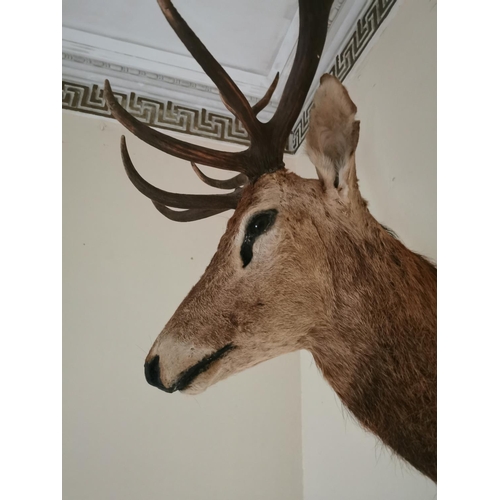 428 - 19th C. taxidermy Stag head mounted on oak shield {125 cm H x 80 cm W x 100 cm D}.