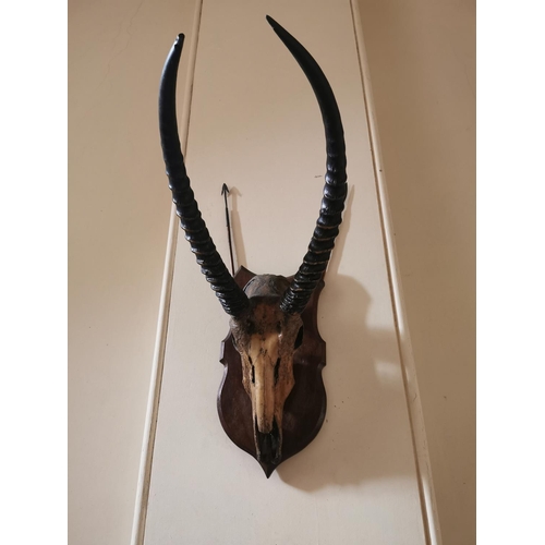 452 - 19th C. gazelle skull and antlers mounted on oak shield {80 cm H x 43 cm W x 65 cm D}.