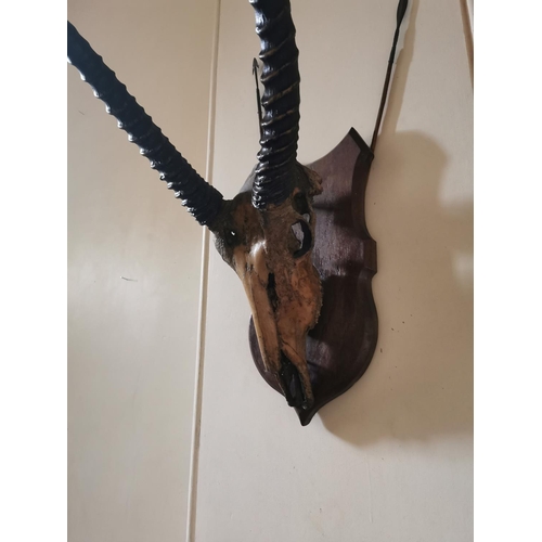 452 - 19th C. gazelle skull and antlers mounted on oak shield {80 cm H x 43 cm W x 65 cm D}.