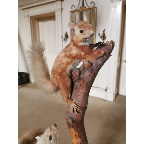 453 - Early 20th C. model of a taxidermy stoat chasing a red squirel on branch {145 cm H x 68 cm W x 34 cm... 