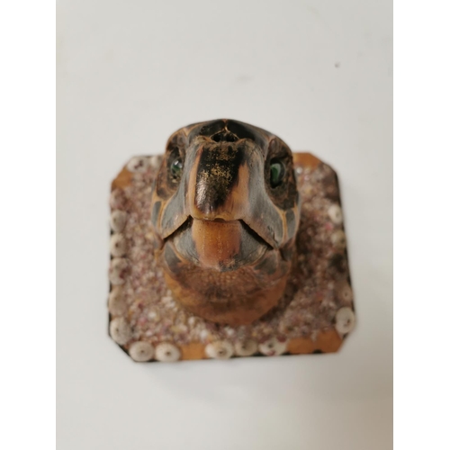 459 - 19th. C. taxidermy turtle head mounted on a plaque { 20cm H X 21cm W X 24cm D }.