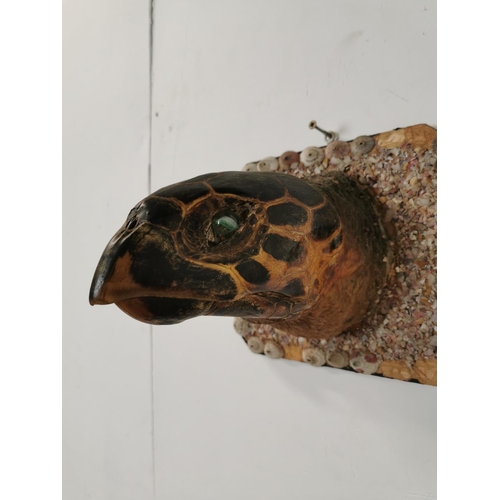 459 - 19th. C. taxidermy turtle head mounted on a plaque { 20cm H X 21cm W X 24cm D }.