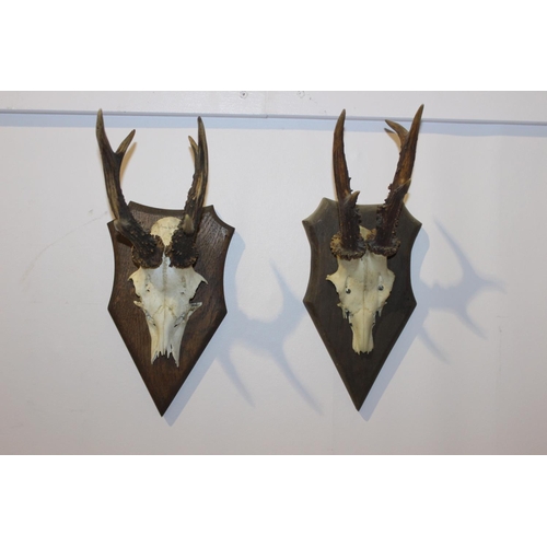 568 - Pair of deer skull and antlers mounted on oak shields { 34cm H X 14cm W X 17cm D }.