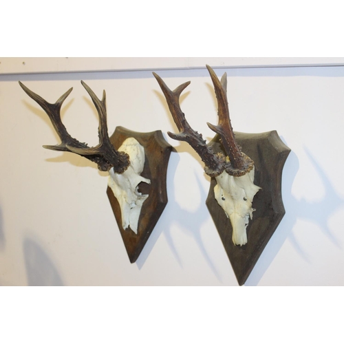 568 - Pair of deer skull and antlers mounted on oak shields { 34cm H X 14cm W X 17cm D }.