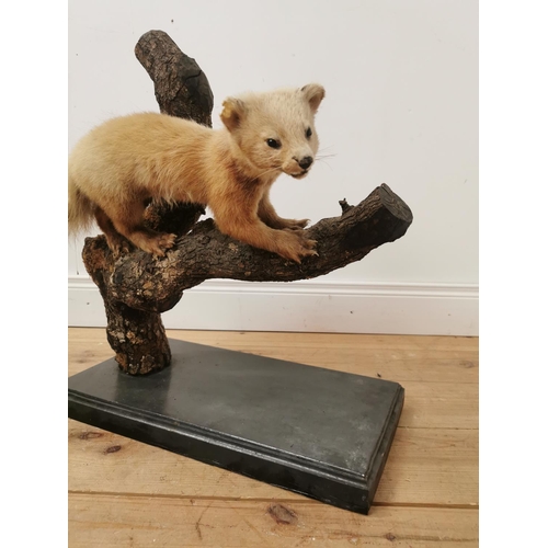 619 - Taxidermy weasel mounted on a wooden branch and plinth base. { 62cm H X 58cm W X 30cm D }.