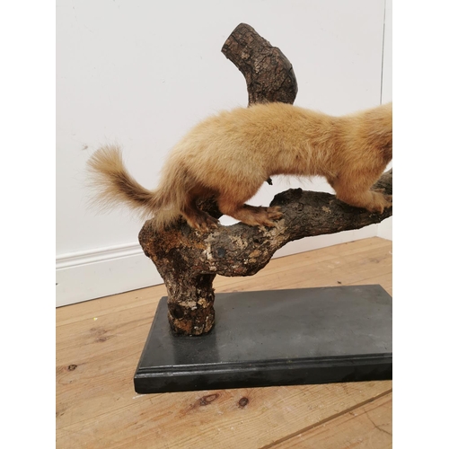 619 - Taxidermy weasel mounted on a wooden branch and plinth base. { 62cm H X 58cm W X 30cm D }.