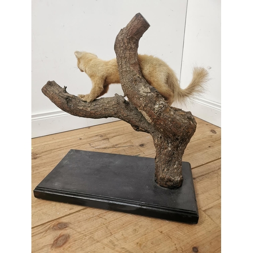 619 - Taxidermy weasel mounted on a wooden branch and plinth base. { 62cm H X 58cm W X 30cm D }.