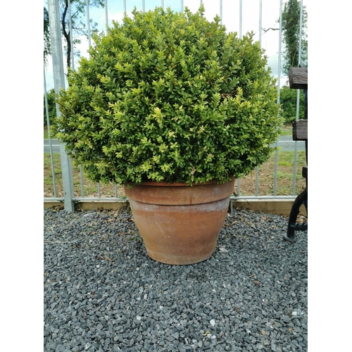 641 - Pair of terracotta planters with ball box hedging. {96 cm H x 65 cm Dia including plant}.