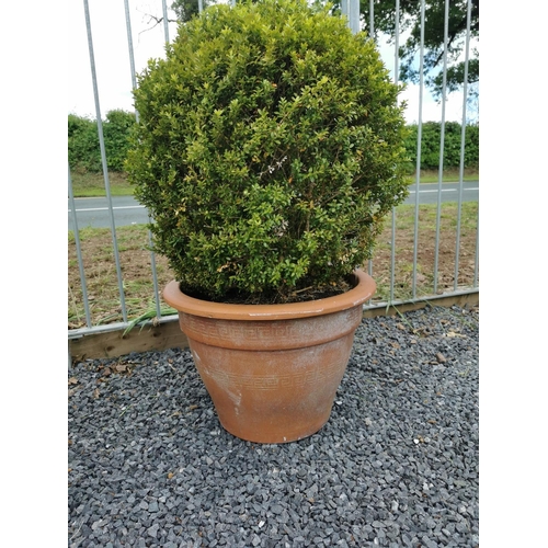 641 - Pair of terracotta planters with ball box hedging. {96 cm H x 65 cm Dia including plant}.