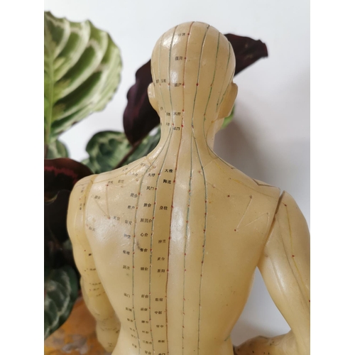 730 - Rare Chinese acupuncture medical dummy { 52cm H X 20cm W X 15cm D }.