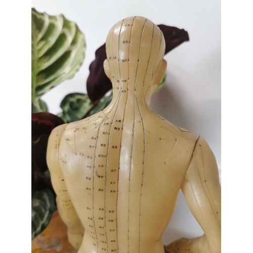 730 - Rare Chinese acupuncture medical dummy { 52cm H X 20cm W X 15cm D }.