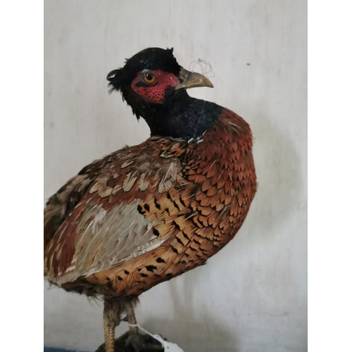 879 - Taxidermy pheasant mounted on a plinth { 42cm H X 61cm W X 13cm D }.