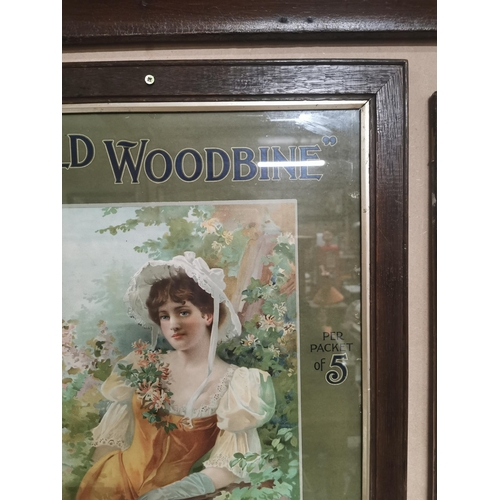 177 - Rare Wild Woodbine Cigarettes framed advertising show card {58 cm H x 45 cm W}.