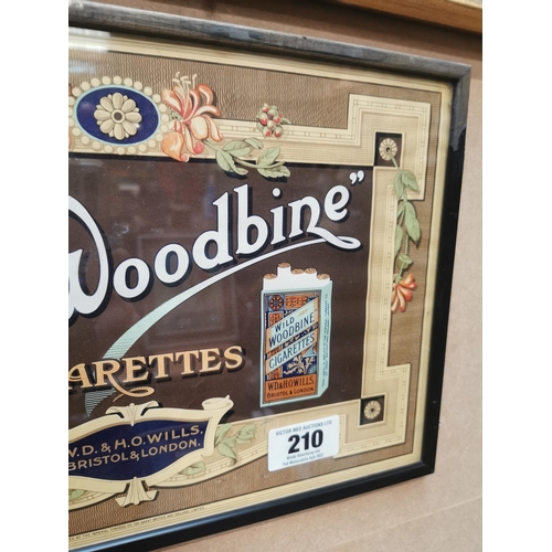 210 - Wild Woodbine Cigarettes framed pictorial advertising show card {26 cm H x 40 cm W}.