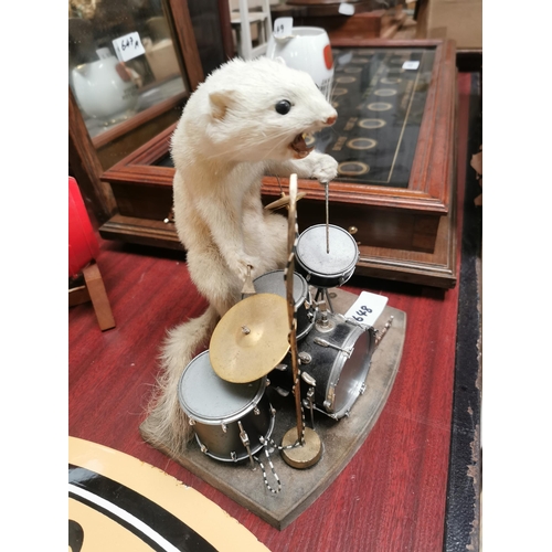 648 - Rare taxidery Weasel playing the drums. {36 cm H x 21 cm W x 16 cm D}.