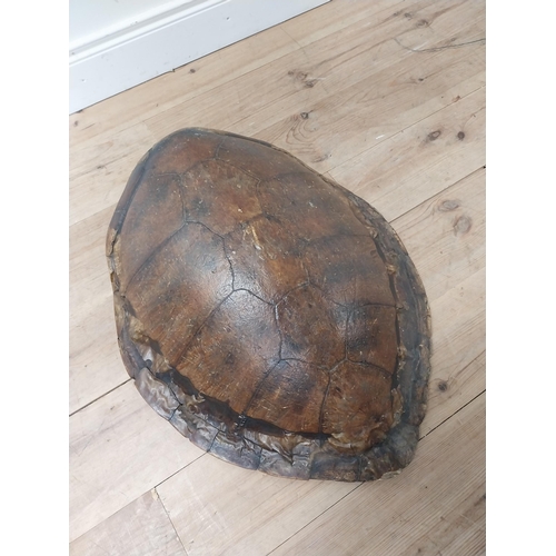 87 - Rare 19th C. tortoise shell {73 cm H x 60 cm W x 24 cm D}.