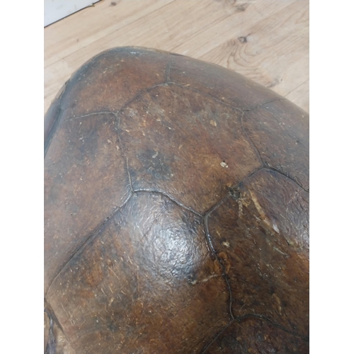 87 - Rare 19th C. tortoise shell {73 cm H x 60 cm W x 24 cm D}.