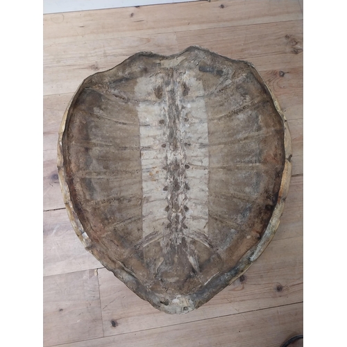 87 - Rare 19th C. tortoise shell {73 cm H x 60 cm W x 24 cm D}.