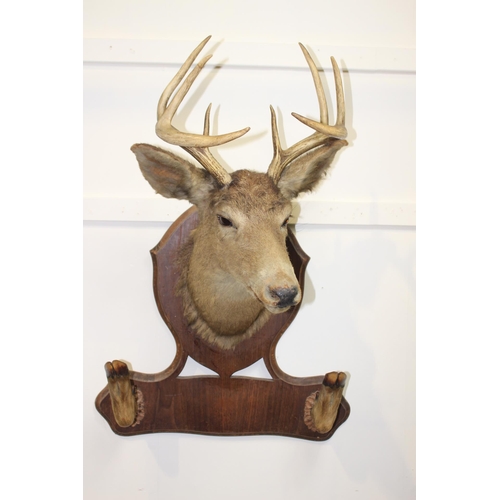 8 - Taxidermy deer's head mounted on an oak coat rack {90 cm H x 60 cm W x 46 cm D}.