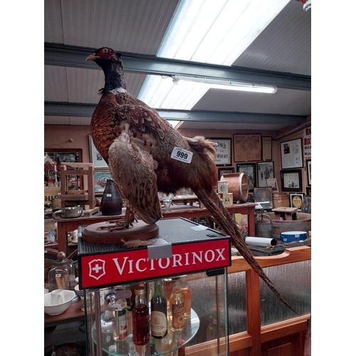 999 - Taxidermy Pheasant on wooden plinth {42 cm H x 81 cm W}.