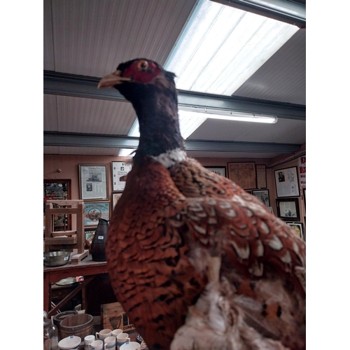 999 - Taxidermy Pheasant on wooden plinth {42 cm H x 81 cm W}.