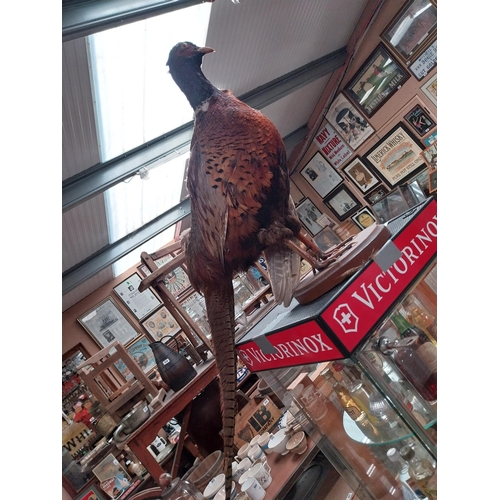 999 - Taxidermy Pheasant on wooden plinth {42 cm H x 81 cm W}.