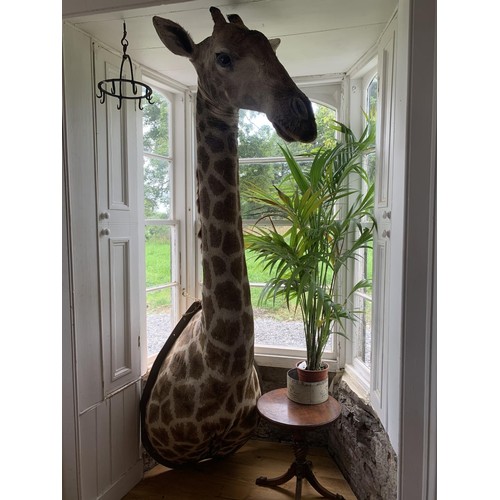 246 - Impressive and rare shoulder and head taxidermy Giraffe mounted on wooden shield. {250cm H x 80cm W ... 