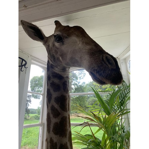 246 - Impressive and rare shoulder and head taxidermy Giraffe mounted on wooden shield. {250cm H x 80cm W ... 