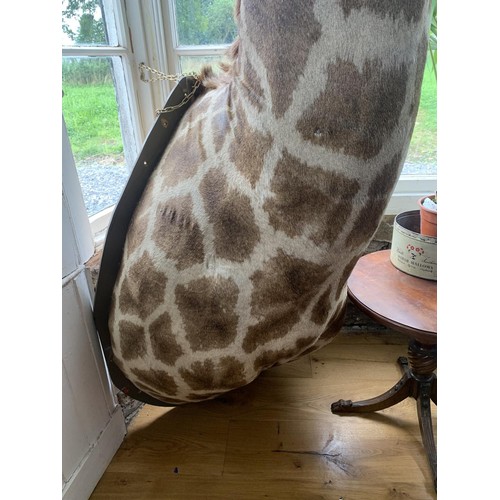 246 - Impressive and rare shoulder and head taxidermy Giraffe mounted on wooden shield. {250cm H x 80cm W ... 