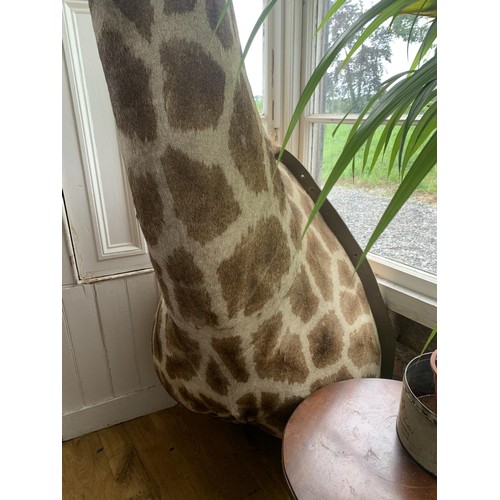 246 - Impressive and rare shoulder and head taxidermy Giraffe mounted on wooden shield. {250cm H x 80cm W ... 