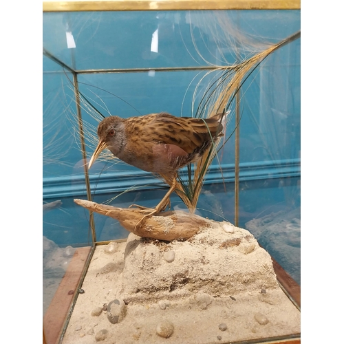 145 - Taxidermy bird in brass and glass case. {29 cm H x 26 cm W x 23 cm D}.