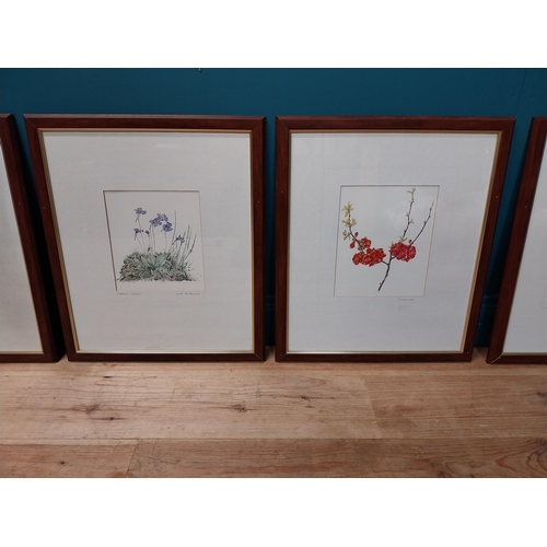 74 - Good quality set of six Botanical prints mounted in mahogany and gilded frames {57 cm H x 48 cm W}.