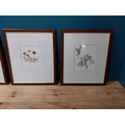 74 - Good quality set of six Botanical prints mounted in mahogany and gilded frames {57 cm H x 48 cm W}.