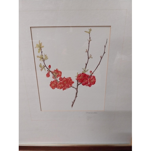 74 - Good quality set of six Botanical prints mounted in mahogany and gilded frames {57 cm H x 48 cm W}.