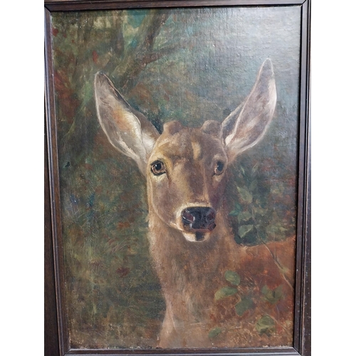 288 - 19th C. oil on canvas The Stag mounted in oak frame {68 cm H x 53 cm W}.