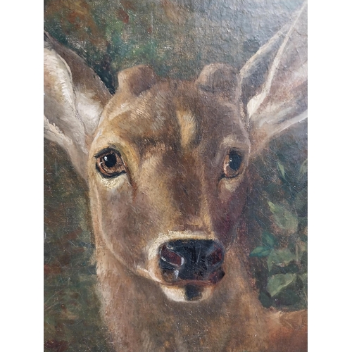 288 - 19th C. oil on canvas The Stag mounted in oak frame {68 cm H x 53 cm W}.