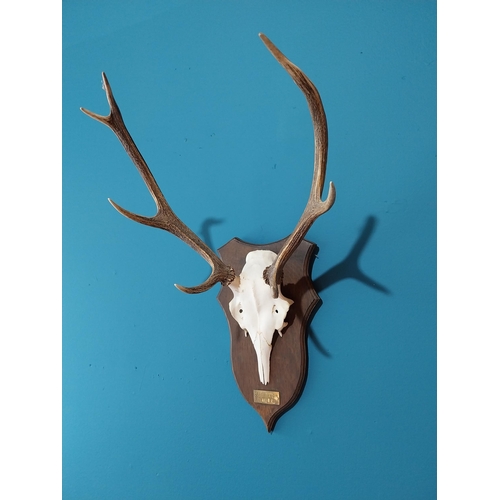 34 - Set of Deer antlers and skull mounted on oak plaque with brass name plate {70 cm H x 42 cm W x 40 cm... 