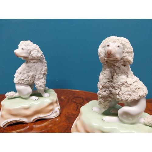 266 - Pair of early 20th C. French ceramic models of Poodles {13 cm H x 10 cm W x 7 cm D}.